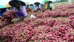Ekspor Bawang Merah