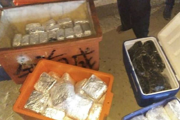 sabu box Ikan