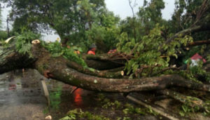Pohon Tumbang