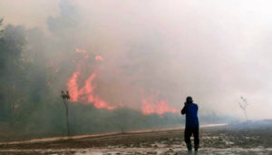 Taman Nasional Tesso Nilo