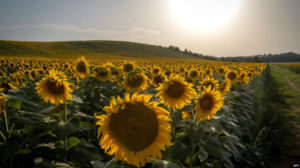 Terpanas Sepanjang Sejarah