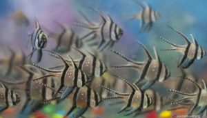 Ikan Hias