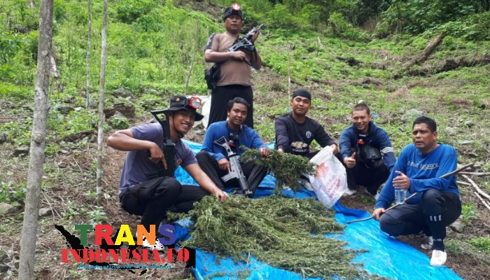 Ladang Ganja Madina