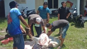 Qurban Calon Walikota Binjai