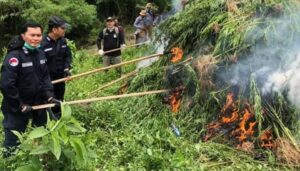 Ladang Ganja Dibakar