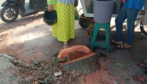 Penebangan Pohon Medan