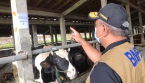 Posko Peternakan Merapi