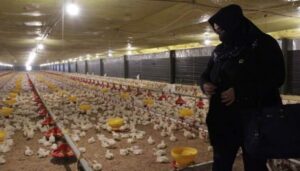 Ternak Ayam Cikahuripan Boiler