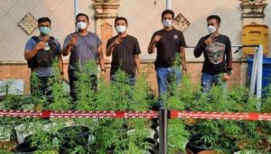 Ganja Hidroponik