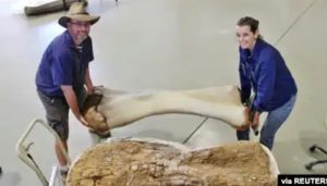 Tulang Dinosaurus