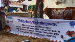 Sapi Kurban Pekerja Pertamina
