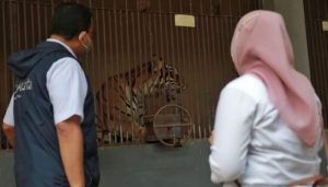 Hari dan Tino Harimau Sumatera