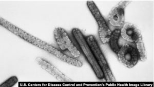 Virus Marburg