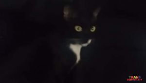 Kucing