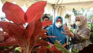 Tanaman Hias