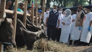 Petugas Kesehatan Hewan Kurban