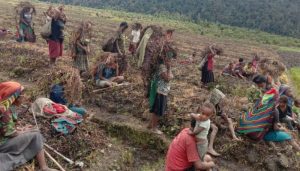 Lanny Jaya Dilanda Kering