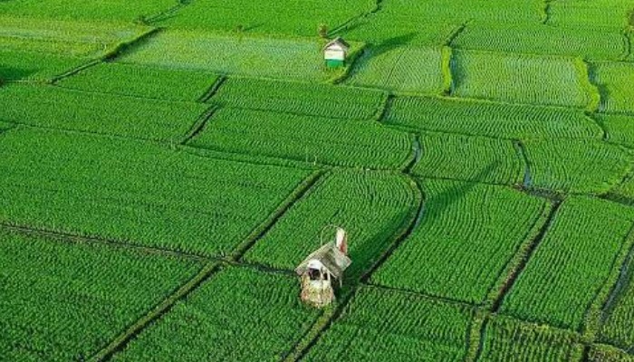 Sawah hijau