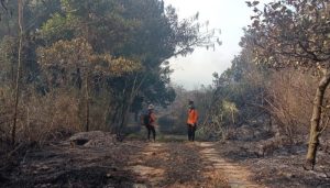 Hutan Gunung Ciremai
