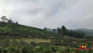 Kebun Teh