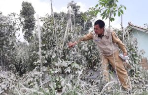 Tanaman Sayur Terdampak Erupsi