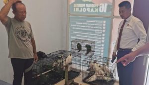 Burung Satwa Liar