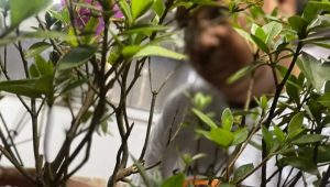 Chrysnanda Dwilaksana