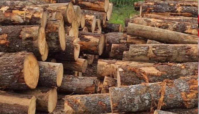 Kayu Pinus Gelondongan