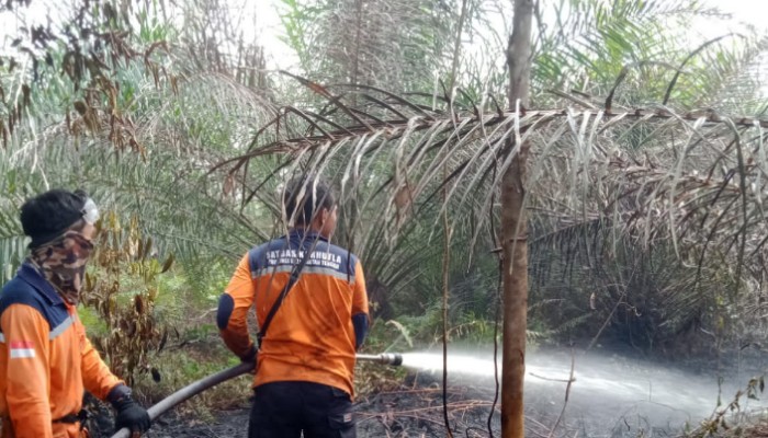 Hutan Kalteng Terbakar