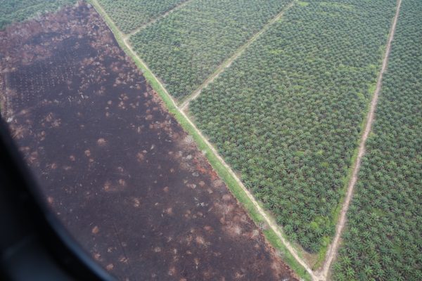 Hutan Kalimantan Barat