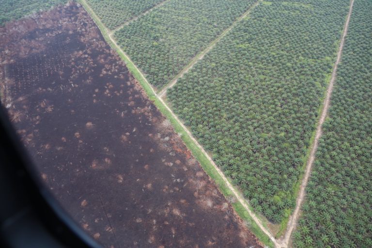 Hutan Kalimantan Barat