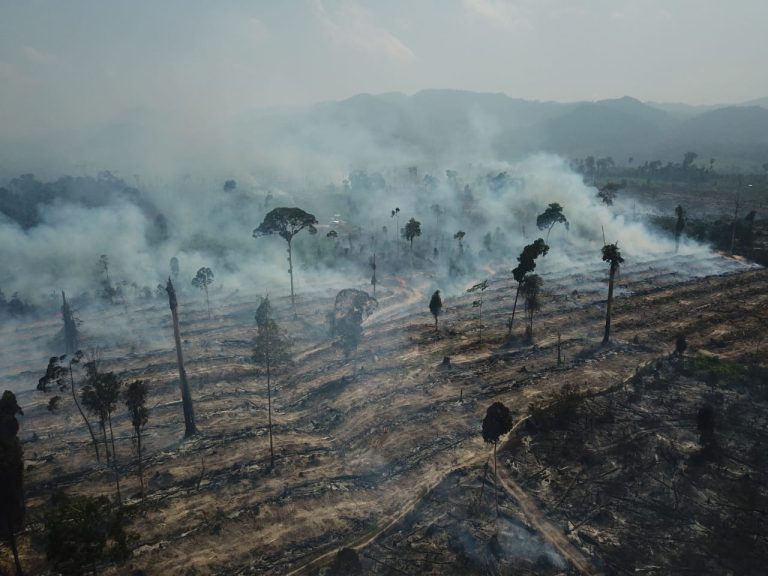 Hutan Tebo