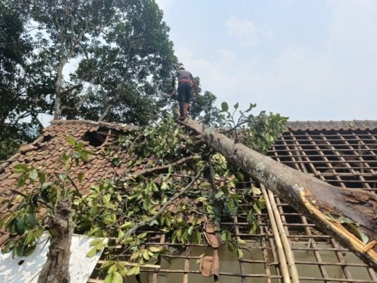 Pohon Tumbang