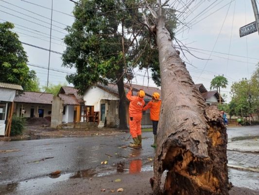 Pohon Tumbang