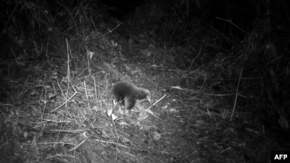 Echidna berparuh panjang Attenborough