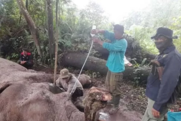 Gajah Mati