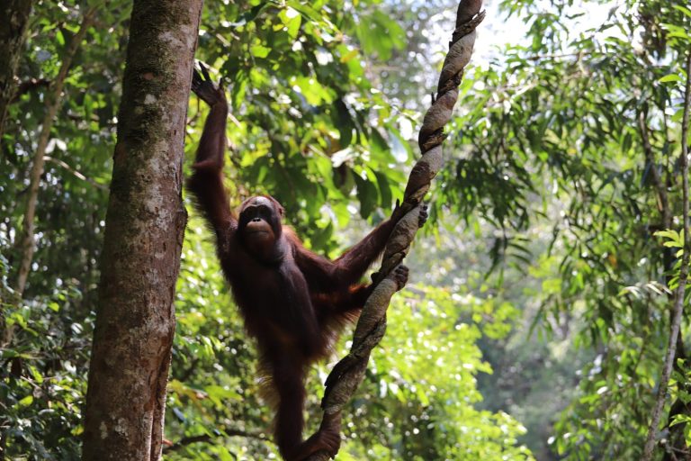 Orangutan