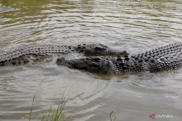 Buaya Australia