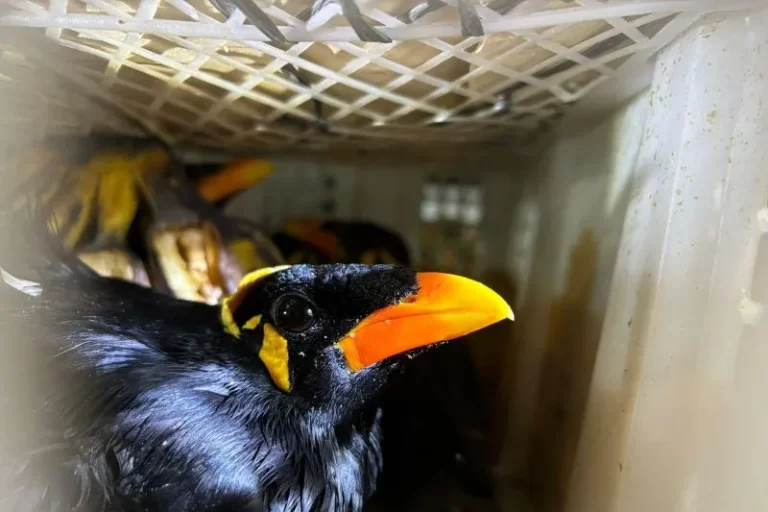Burung Beo