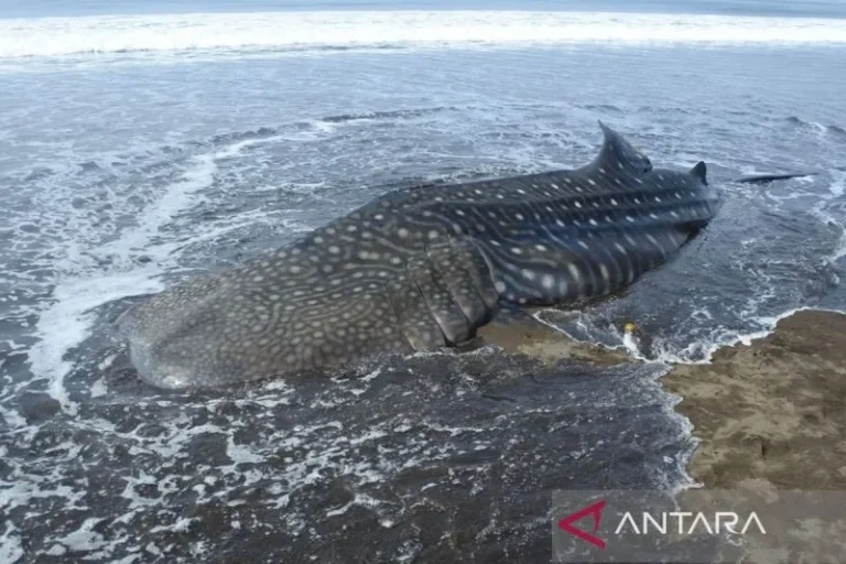 Ikan Paus Tutul