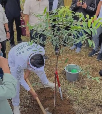 Tanam Pohon di Puncak