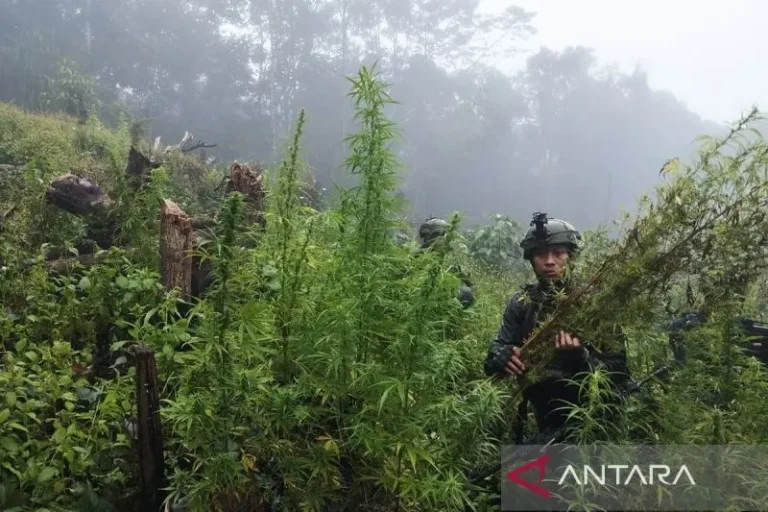Ladang Ganja Papua