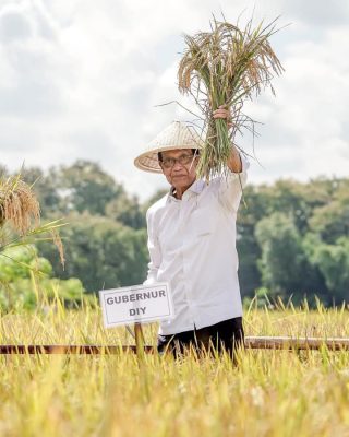 Sri Sultan Panen Raya