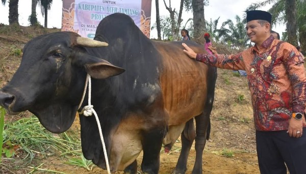 Sapi Prabowo Aceh