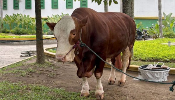 Sapi Presiden Prabowo