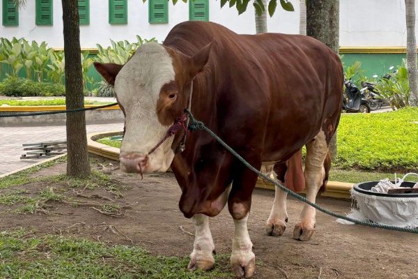 Sapi Presiden Prabowo
