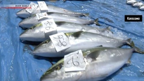 Ikan Ekor kuning