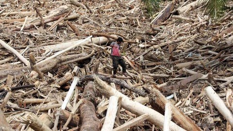 Kayu gelondongan Sumatra