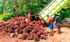 Kelapa Sawit