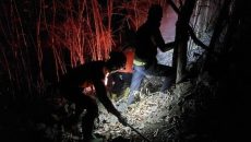 Kebakaran Hutan